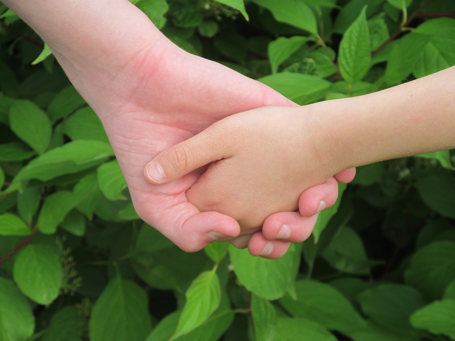 Child and Parent Hands